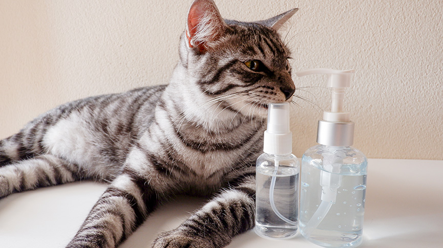 圖片 寵物抗菌噴霧有效嗎？依鈦、銀離子、次氯酸水噴霧選擇指南