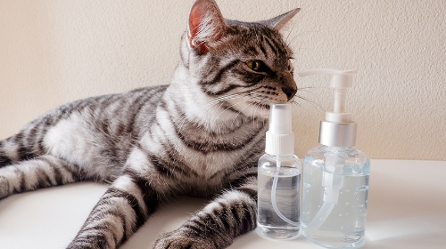 圖片 寵物抗菌噴霧有效嗎？依鈦、銀離子、次氯酸水噴霧選擇指南