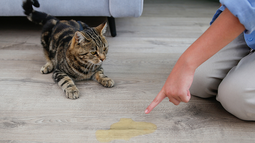 圖片 貓亂噴尿臭味難頂？徹底清除貓尿味的秘訣| 清潔噴霧推薦
