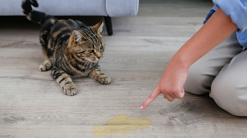 圖片 貓亂噴尿臭味難頂？徹底清除貓尿味的秘訣| 清潔噴霧推薦
