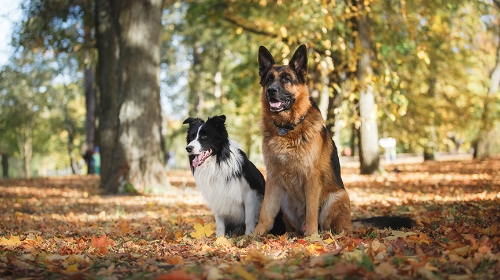 圖片 【內地貓狗進口香港】最新流程、費用及文件懶人包
