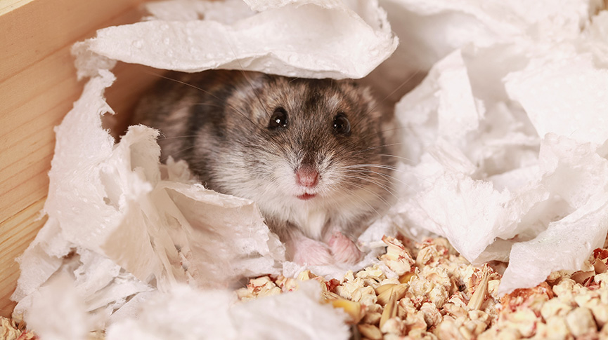 圖片 【倉鼠尿砂終極指南】建造乾爽潔淨家居| 告別異味煩惱