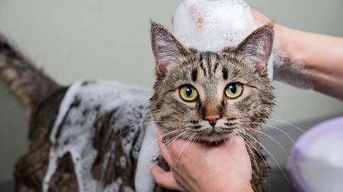 圖片 寵物異味四大來源| 皮膚護理及選擇潔毛液全攻略