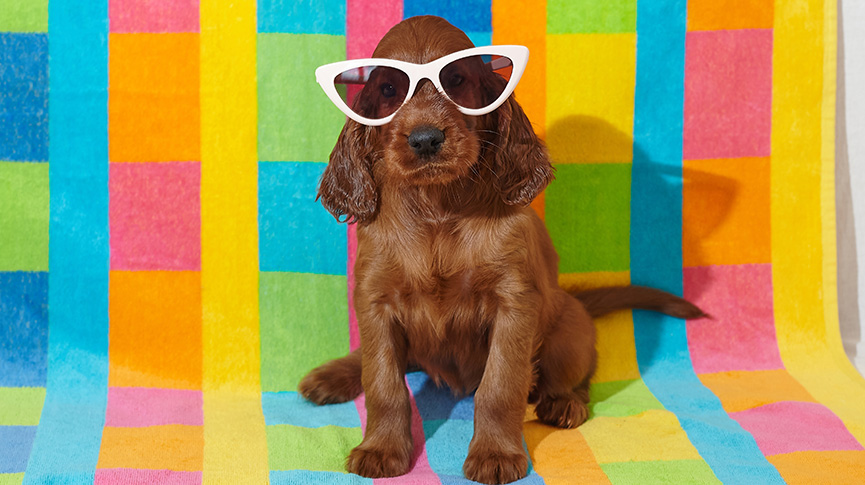 圖片 寵物網紅煉成術：從零打造你家主子的星途之路