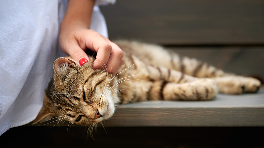圖片 貓咪太黏人怎麼辦？揭開主子黏人的5大原因與應對方法