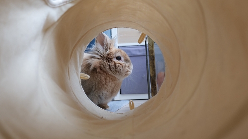 圖片 兔子玩具DIY指南 3款超簡單自製兔子玩具教學 安全又省錢