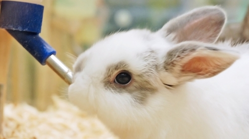 圖片 GEX兔子飲水器漏水怎麼辦？防漏3大技巧與清潔保養全攻略