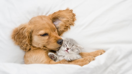 圖片 毛孩睡得好嗎？5大指標評估寵物睡眠品質 | 附改善方法