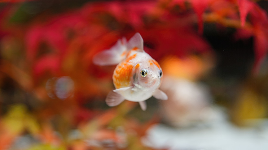 圖片 新手養魚必看：5款最易養小型冷水魚推薦| 無需暖管點綴家居