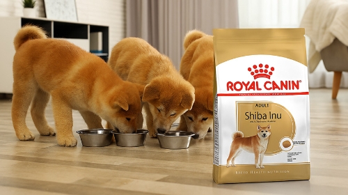 圖片 皇家柴犬飼料評價全攻略:成分、優缺點與真實心得