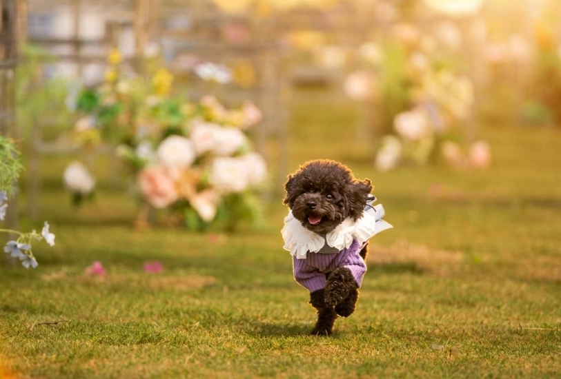 Picture of Cocomic Image Studio | Professional Pet Photography【Capturing the Purest Moments of Your Furry Friend】