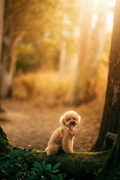 Picture of Cocomic Image Studio | Professional Pet Photography【Capturing the Purest Moments of Your Furry Friend】