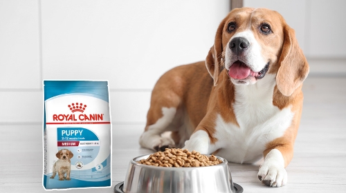 圖片 中型幼犬飼料點揀好?Royal Canin全方位指南及選購攻略