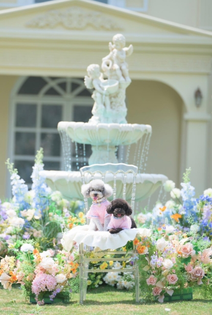 Picture of Cocomic Image Studio | Professional Pet Videography【Capturing Their Spirit, Preserved Forever】