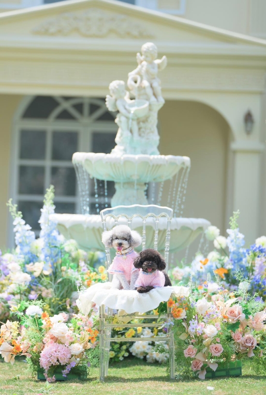 Picture of Cocomic Image Studio | Professional Pet Videography【Capturing Their Spirit, Preserved Forever】