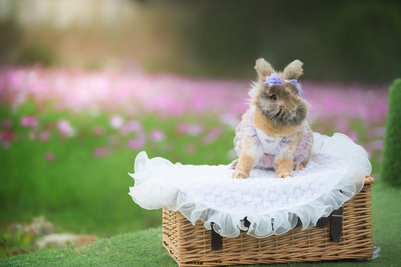 Picture of Cocomic Image Studio | Professional Pet Videography【Capturing Their Spirit, Preserved Forever】