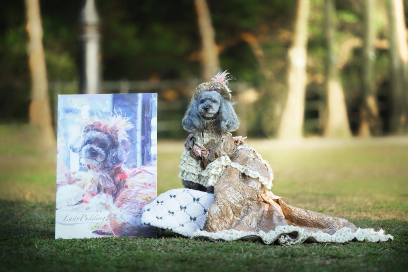 Picture of Cocomic Image Studio | Professional Pet Videography【Capturing Their Spirit, Preserved Forever】