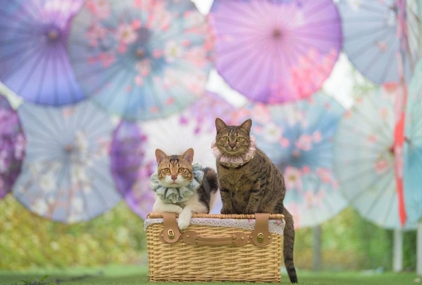 Picture of Cocomic Image Studio | Professional Pet Videography【Capturing Their Spirit, Preserved Forever】