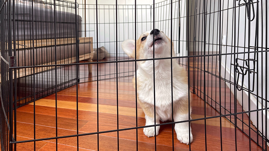 圖片 【狗狗圍欄DIY】大型犬都啱用?寵物圍欄選購指南+DIY教學