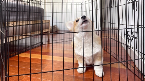 圖片 【狗狗圍欄DIY】大型犬都啱用？寵物圍欄選購指南+DIY教學