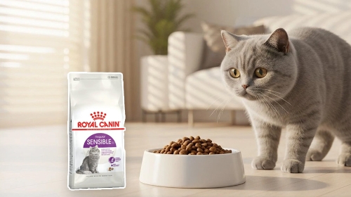 圖片 貓咪腸胃敏感怎麼辦？Royal Canin S33飼料評價