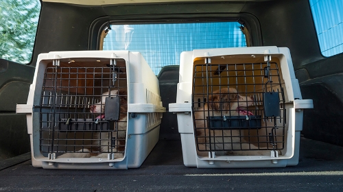 圖片 香港Pet Taxi 收費、預約方法及乘車注意事項