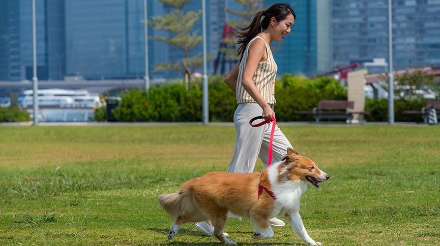 圖片 香港12大狗狗放電熱點推介| 西九文化區、啟德、GO PARK狗公園一覽