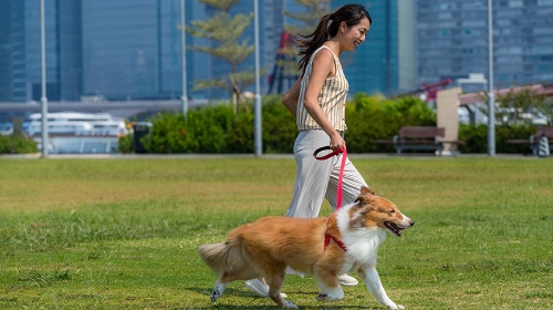 圖片 香港12大狗狗放電熱點推介| 西九文化區、啟德、GO PARK狗公園一覽