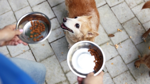 圖片 【動物義工】香港拯救動物全攻略| 領養不棄養的溫暖力量