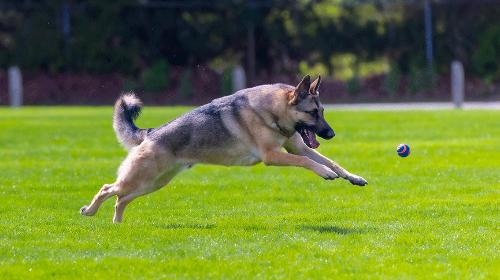 圖片 解構警犬的另一面| 訓練過程、動物福利與退役生活知多啲
